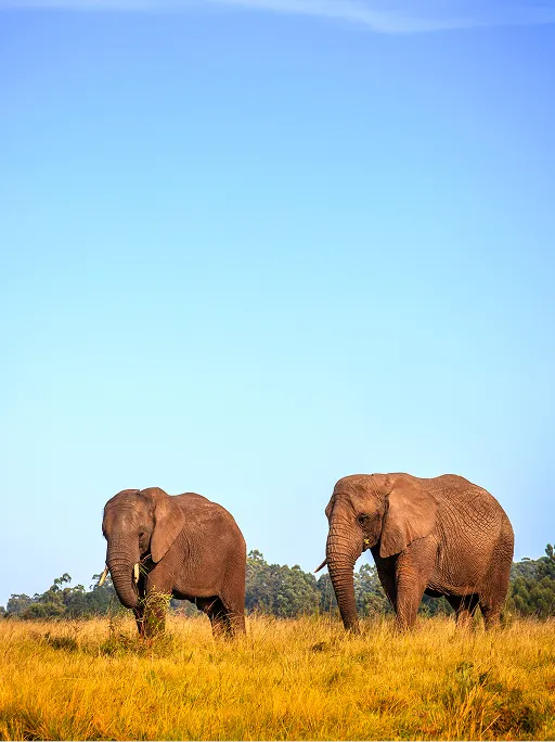 Knysna Elephant Park